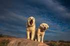 Great Pyrenees on duty Art Print